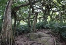 鸾山森林博物馆景点图片