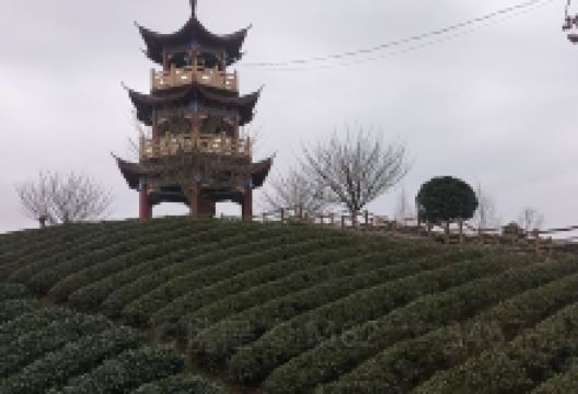 风冈县知青茶山景区景点图片