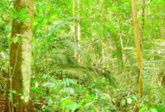 Kota Damansara Community Forest Reserve景点图片