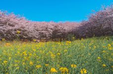 贵安樱花园-安顺