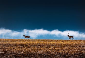 昆仑山口+可可西里一日游【轻奢小团+纯玩上门接送】【1.纯玩无购物/游玩自由/消费透明】