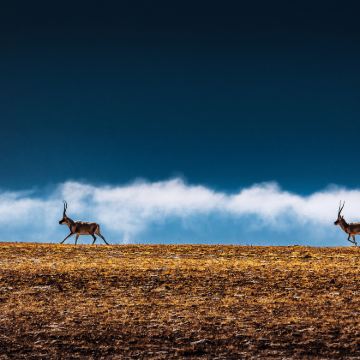 【轻奢小团+《生命树》精选路线】昆仑山口+可可西里一日游