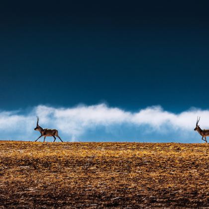 格尔木+可可西里国家级自然保护区2日1晚私家团