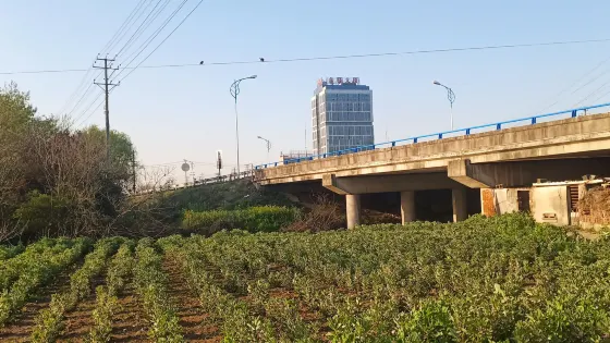 疏港路1號橋
