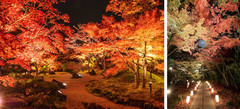 镰仓市游记图片] 秋天来了，寻访红叶醉人之美