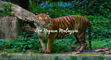 马来西亚国家动物园-安邦-C-IMAGE