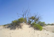 Jockey's Ridge State Park景点图片