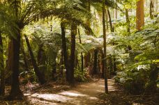 红木森林公园-罗托鲁瓦