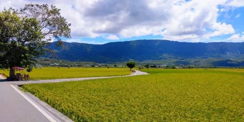臺東池上錦新三號道路 伯朗大道