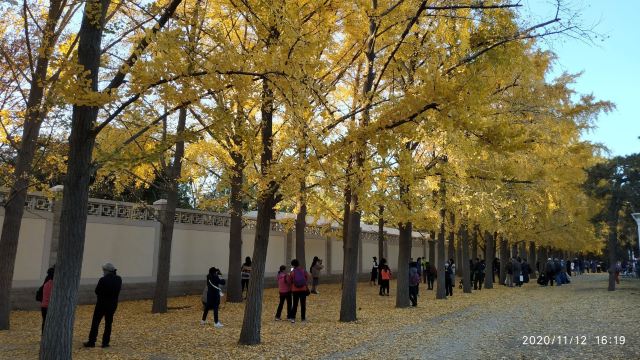 玉渊潭公园钓鱼台银杏大道旅行图片 2