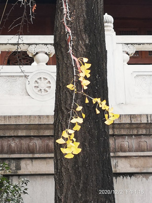 静安寺：那银杏叶的一抹亮色