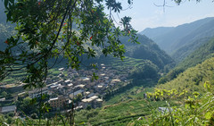 松阳游记图片] 丽水 山情