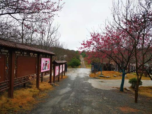 桂阳樱花园