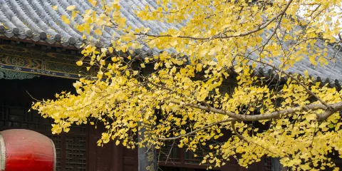 浮來山景區-大雄寶殿
