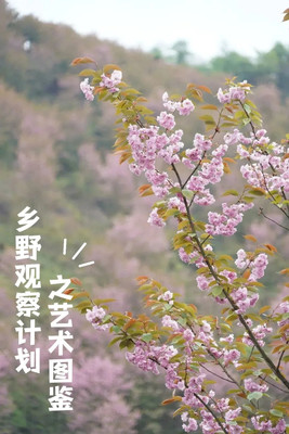 乡野观察计划之艺术图鉴｜以春的名义，赴一次汶川！