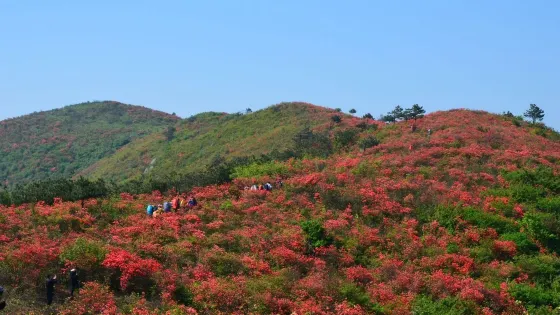 火鋪十里杜鵑風景區