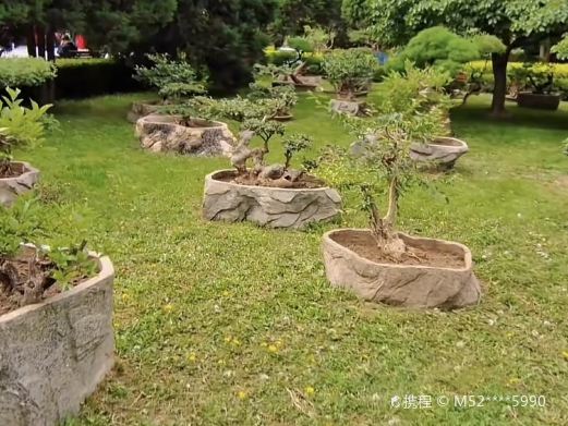 金城盆景园