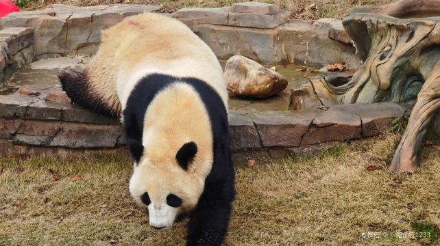 岳阳中华大熊猫苑