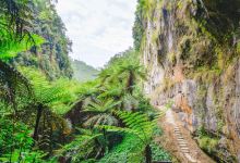 桫椤峡谷景区景点图片