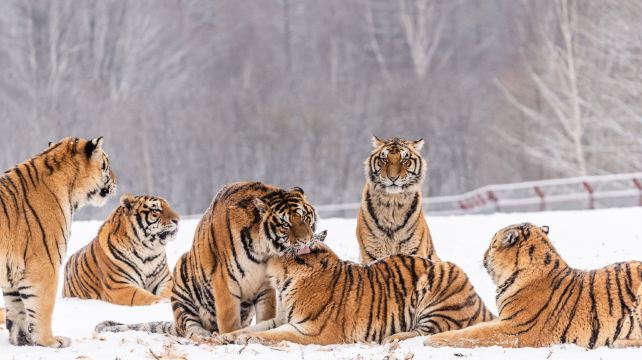 长白山东北虎林园