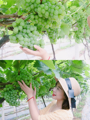 摘葡萄好去处|亲子、情侣、闺蜜百搭