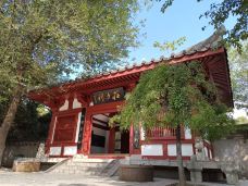 庄子祠-蒙城-大松树叶子