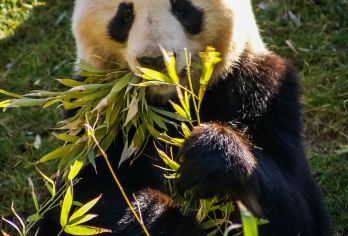 熊猫谷+都江堰+川剧表演+仰天窝+灌县古城+钟书阁+蓝眼泪【[贴心赠送]川剧表演+仰天窝广场+灌县古城+钟书阁+南桥+蓝眼泪】