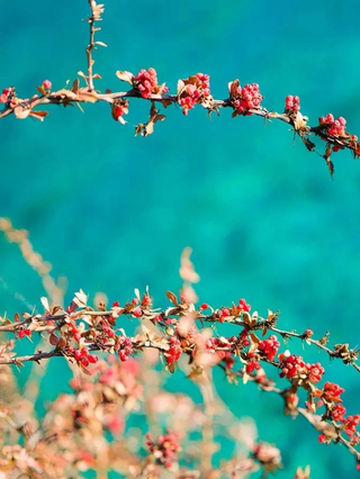 今天,把九寨沟的春天送给你!