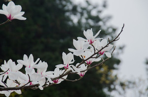 溪口景区/雪窦寺游记图文-雪窦山得春天是百花齐放，最美的还是玉兰和樱花