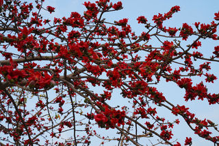 广西南宁、北海游 作者 黎明之光