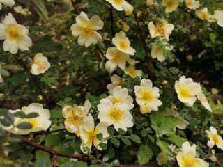 黄刺玫也有春天——甘肃临夏