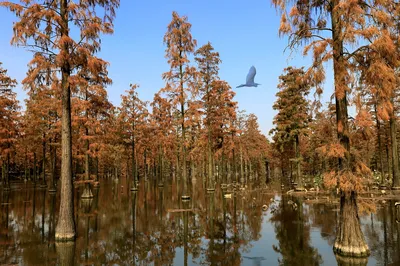 涨渡湖水上森林