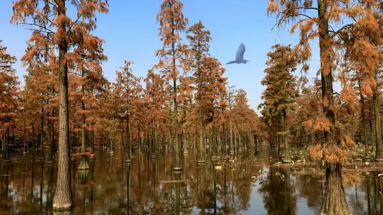 漲渡湖水上森林