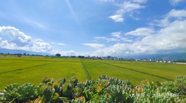 海川農業彩色稻田