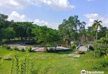 曼谷之肺森林公园和植物园景点图片