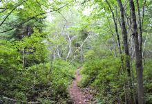 Hundred Acre Wood - Blue Hill Heritage Trust景点图片