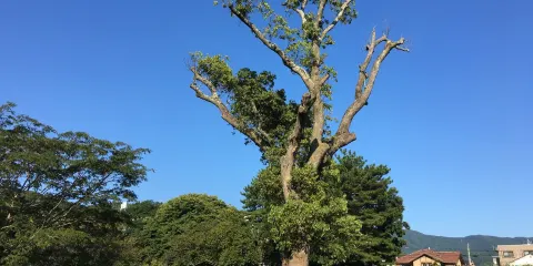 道後公園