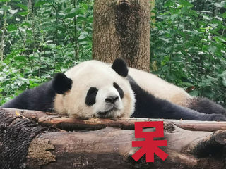 【重庆;成都;长沙】山·城·物