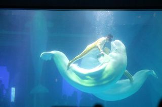 上海海昌海洋公园值得一去