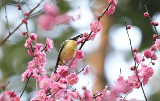 打卡成都春节暖年氛围点-春熙路天府广场酒店推荐