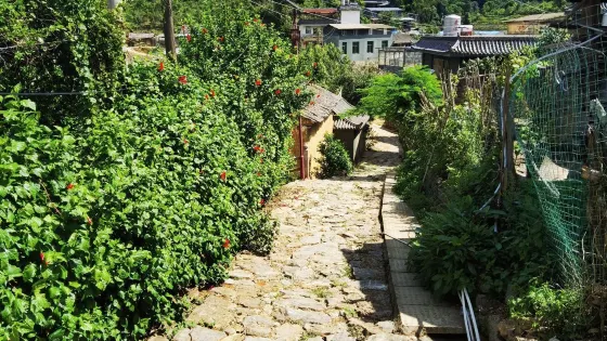 易武古茶山