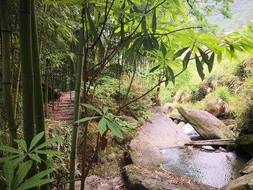 平利芍药谷景区