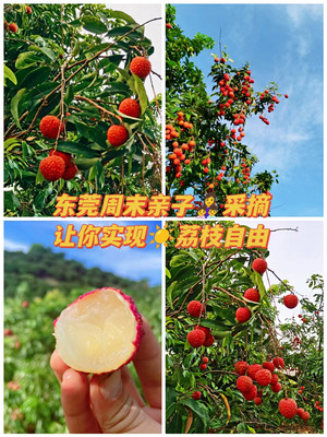 东莞周末亲子采摘让你实现荔枝自由
