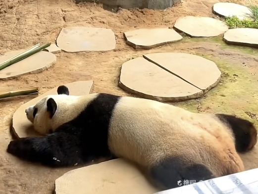 爱保中华大熊猫苑