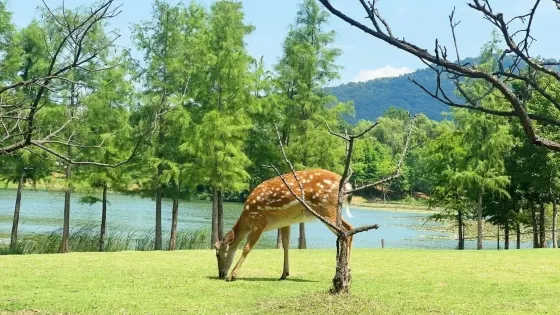 梅花鹿觀賞園
