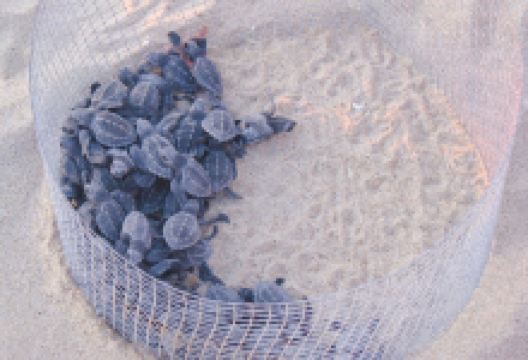 Hollywood North Beach Park景点图片