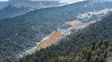Lulang Forest