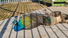 星河欢乐田园-永靖