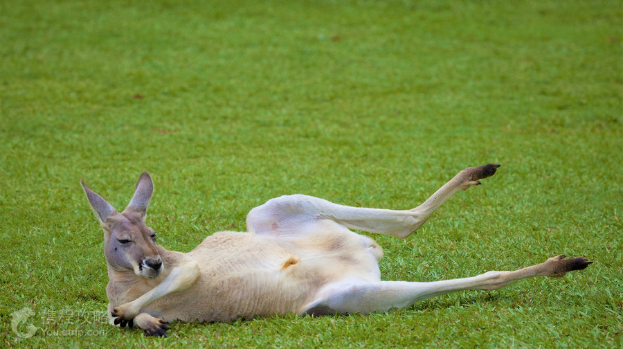 Australia Zoo