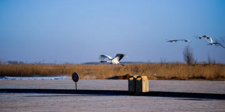 觀鶴台扎龍濕地
